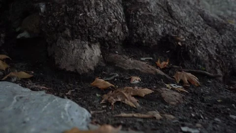 Slow Motion view of Sycamore Tree and Fallen Sycamore leaves on the Ground Stock Footage 248831252