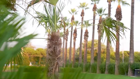 Slow motion view of tall palm trees in the historic Kulturpark fairgrounds Stock Footage 329066611