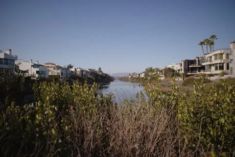 Slow-Motion View Through Coastal Vegetation Stock Footage 300010970
