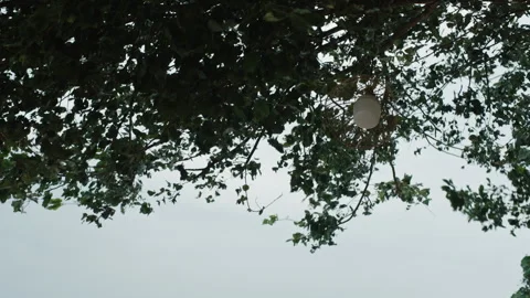 Slow Motion View of Traditional Wicker Basket Lamp Hanging on Tree Branch 库存影片 335713125