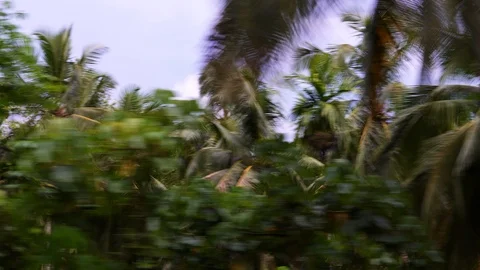 Slow motion view of a train passing a row of palm trees Video stock 93143275