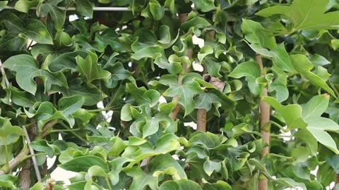 A slow motion view from trekking down a wicker ivy fence on a summer day. Stock Footage 338363456