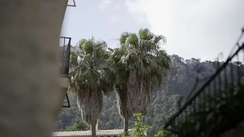 Slow motion view of two distant palm trees in Mallorca. Stock Footage 221703975