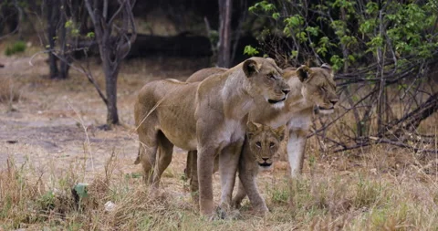 Slow motion view of two lioness walking with cute young cubs Video stock 164164210