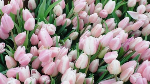 Slow motion view of vibrant pink tulips swaying gently in the breeze Stock Footage 303409254
