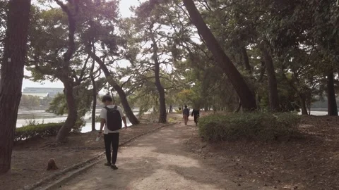 Slow motion view while walking through the pine tree forest island in ohori.. Video stock 223187675