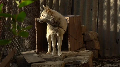 Slow motion view of white dog in front of his nest with chain Stock Footage 256402326