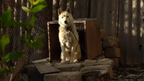 Slow motion view of white dog in front of his nest with chain Stock Footage 256402329
