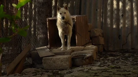 Slow motion view of white dog in front of his nest with chain Stock Footage 256402331