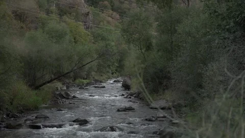 Slow Motion view of Wild Mountain River With Green Forest And River Stones Rocks Stock Footage 255007883