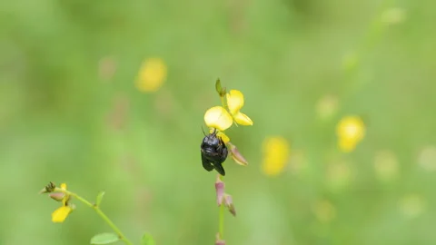 Slow-motion view of a windowed carpenter bee buzz-pollinating a yellow Smithia Stock Footage 336430304