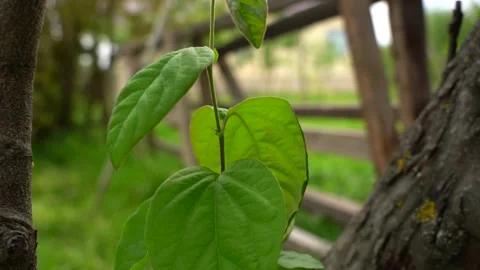 Slow Motion view of Windy weather quince tree leaves Stock Footage 256402187