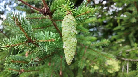 Slow motion view of a young green pine cone hanging on a tree branch Stock Footage 344892168