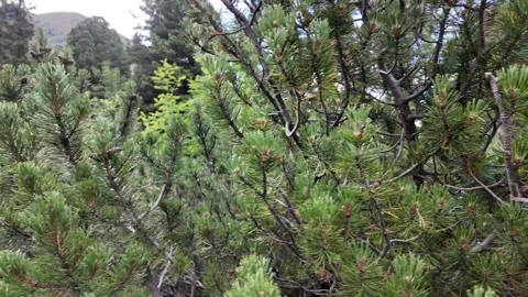 Slow motion view of young pine trees in the mountains Austria Stock Footage 344893961