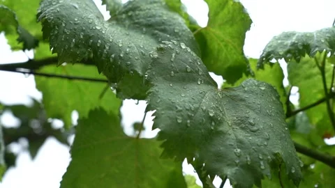 Slow Motion Vine Grape Leaf with Raindrop on it Stock Footage 248830763