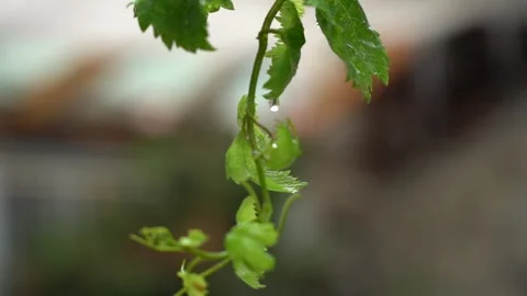 Slow Motion Vine Grape Leaf with Raindrop on it Stock Footage 248830771