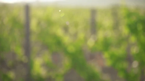 Slow motion vineyard on a blurred background and grape vine Stock Footage 90133186