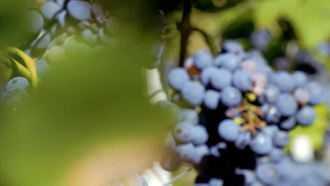 SLOW MOTION Vineyard - Red wine grapes ripening on the vine of a winery Vídeos de archivo 116776524