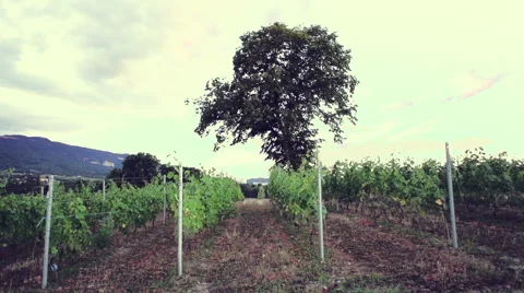 Slow motion in vineyards Stock Footage 52903711