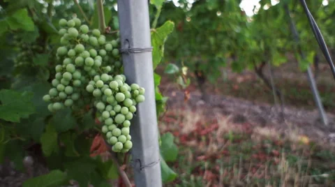 Slow motion in vineyards Vídeos de archivo 52904504