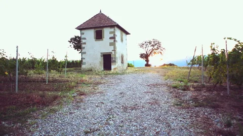 Slow motion in vineyards Vídeo Stock 52904510