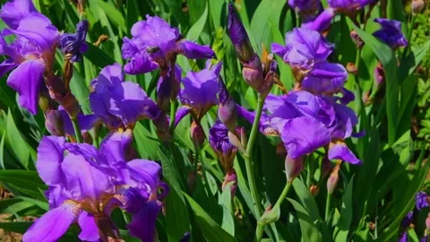 Slow motion violet iris flowers in a garden closeup. Strong wind Stock Footage 241578059