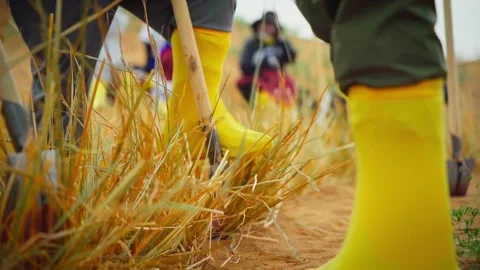 Slow Motion of Volunteers making sand dune stabilization in desert with straw Stock Footage 306473950
