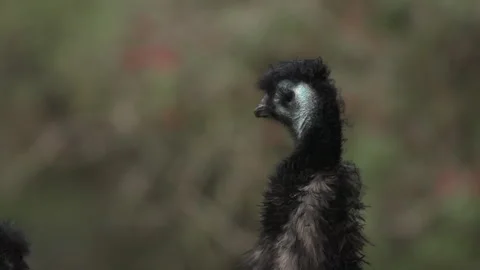 Slow Motion Vulture Stock-Footage 165298391