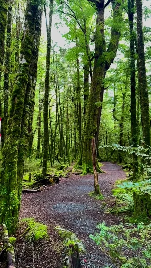 Slow Motion Walk Along Cascade Creek, Fiordland, New Zealand Scenic Nature Trail Stock Footage 313752483