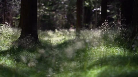Slow motion walk in forest Stock Footage 133779838