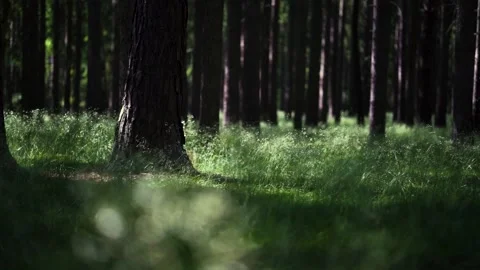 Slow motion walk in forest Stock Footage 133779954