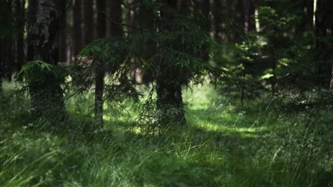 Slow motion walk in forest Stock Footage 133780377