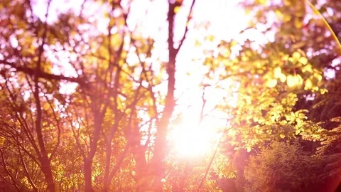 Slow motion walk with sun rays and dof Stock Footage 81293962
