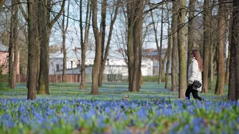 Slow Motion Walk Through Blue Flowers - Brasa Riga Park In Early Springtime Video stock 347755924
