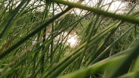 A slow motion walk through the bush against the sunlight in the evening Stock Footage 160532339