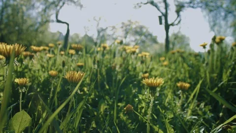 Slow Motion Walk Through Green Grass Dandelions In The Morning Sunlight In 4K Stock Footage 108802363