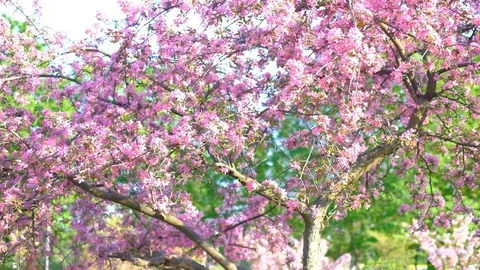 Slow motion walking and panning shot of pink sakura trees in spring park Stock Footage 102720073