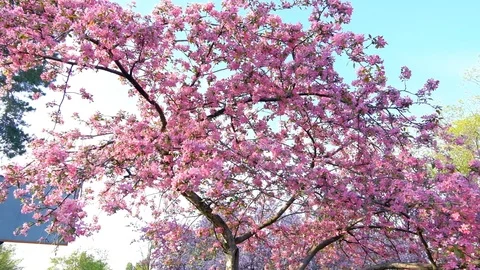 Slow motion walking and panning shot of pink sakura trees in spring park 스톡 동영상 102720227