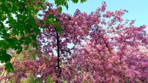 Slow motion walking and panning shot of pink sakura trees in spring park Stock Footage 102720253