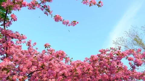 Slow motion walking and panning shot of pink sakura trees in spring park Stock Footage 102720414