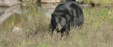 Slow motion walking black bear beside a lake Stock Footage 140268173