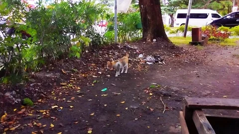 Slow motion of a walking cat Stock Footage 219680318