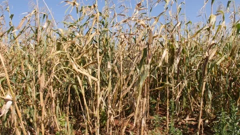 Slow Motion Walking by Corn with Blue Sky in Background Planted in Red Soil Stock Footage 98303390