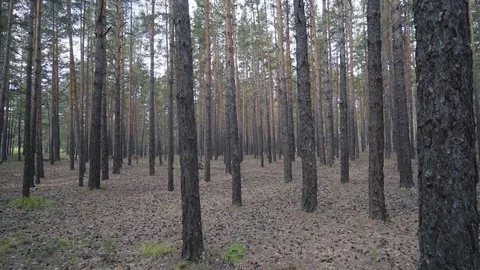 Slow motion of walking in forest in Burabay National Park, Kazakhstan Stock Footage 93303900