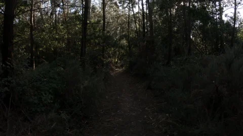 Slow motion walking forwards through dark forest surrounded by trees 스톡 동영상 135422284