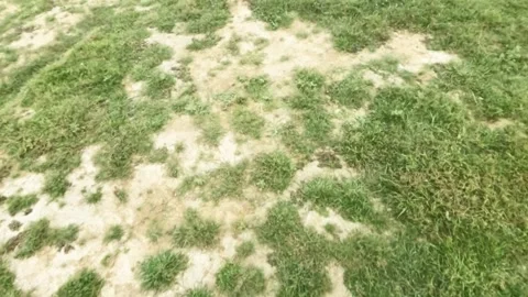 Slow motion walking on the grass Stock Footage 323149252