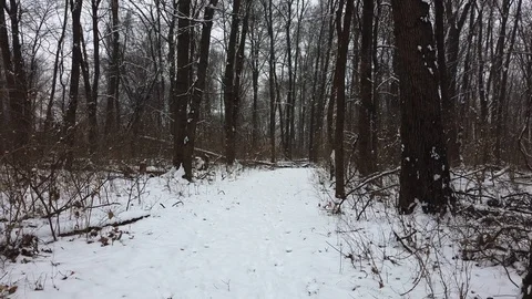 Slow Motion Walking in Snowy Forest Stock Footage 102790478