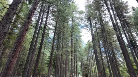 Slow Motion Walking Through Enchanted Forest Path,Low Angle View of Tree  Stock Footage 287199803