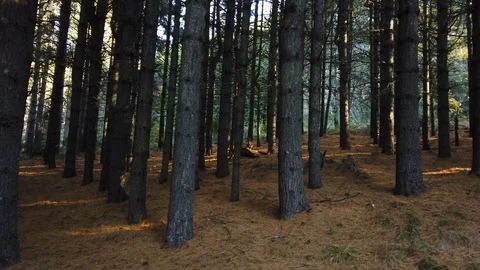 Slow motion walking through a forest Arboretum past tall pine trees Stock Footage 108170789