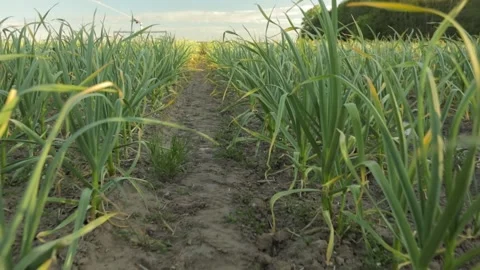 Slow motion walking through a garlic plantation in Latvia, Europe Stock Footage 132129028